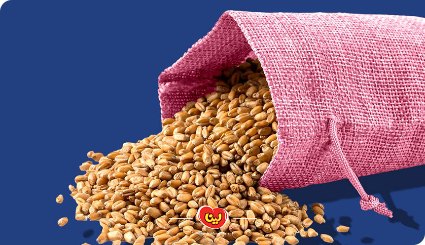 مواد لازم طرز تهیه گندم برشته