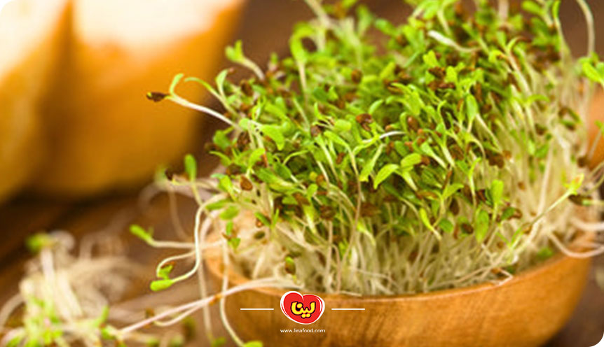 آموزش کاشت سبزه نارنج